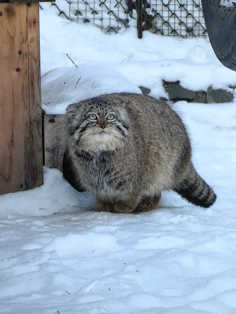 Фотография Евчонки 2023 Г.р. Ⅱ в Новосибирском Зоопарке