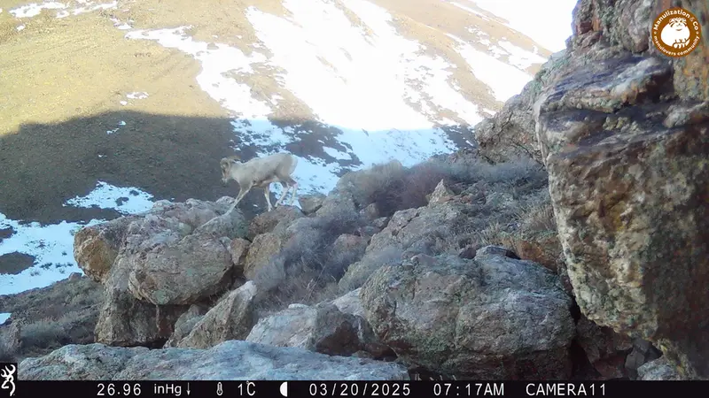 Фотография Аргали с фотоловушки Жунды 2 [новинка]