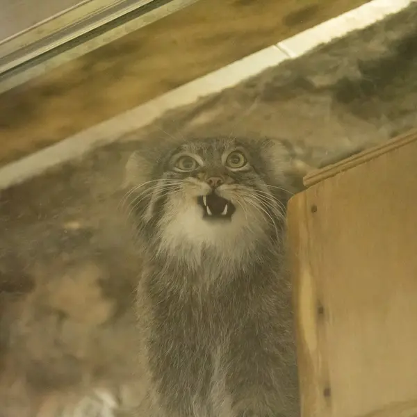 Фотография Фиги в Зоопарке Уено