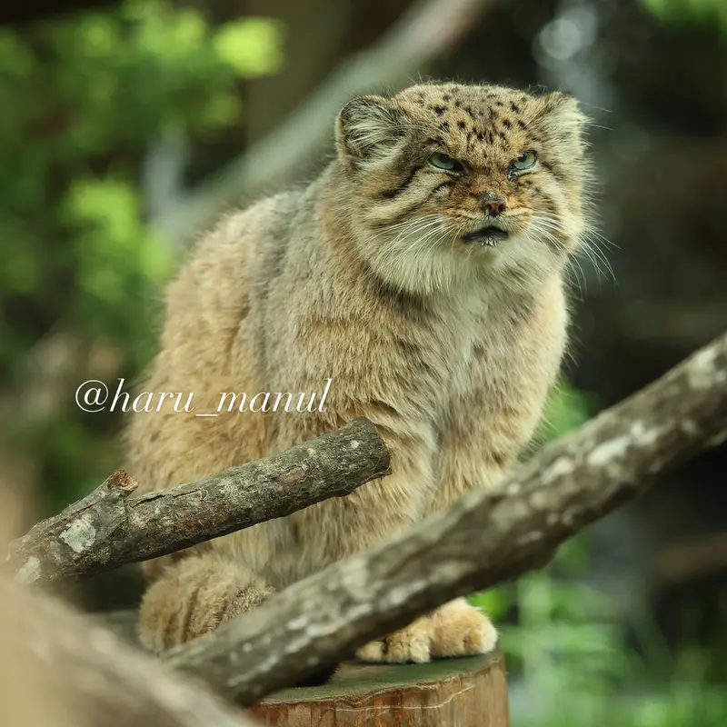 Фотография Бора в Царстве Животных Насу