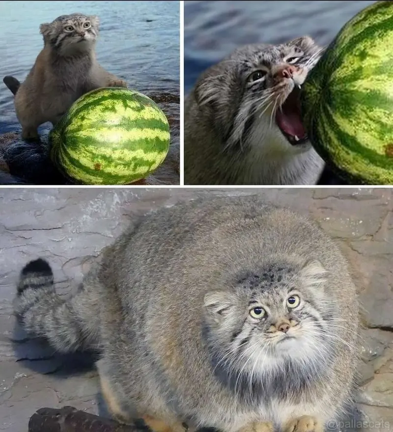 Фотография с манулом