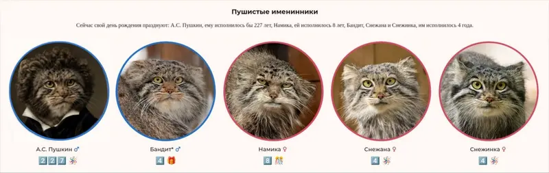 Фотография с манулом