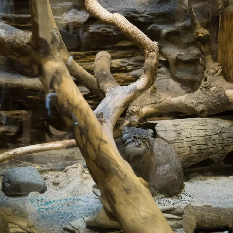 Фотография Клёна в Зоопарке Уено