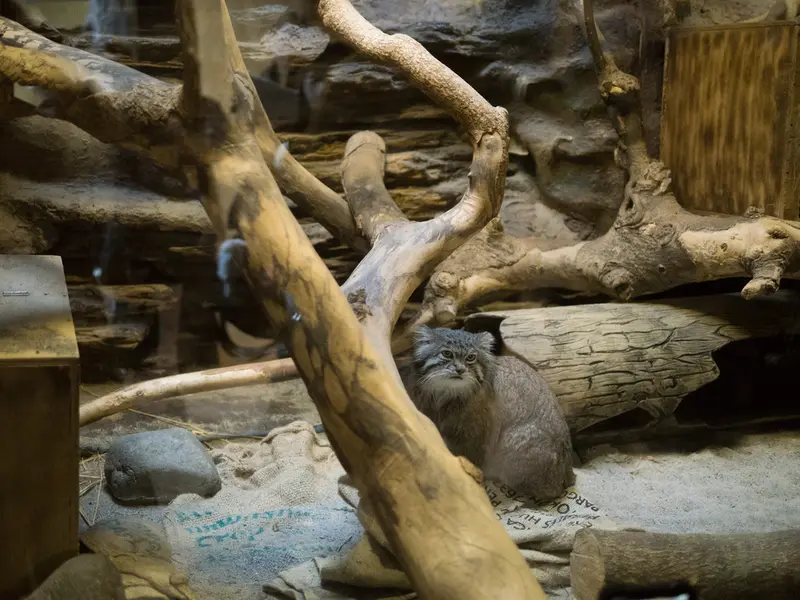 Фотография Клёна в Зоопарке Уено