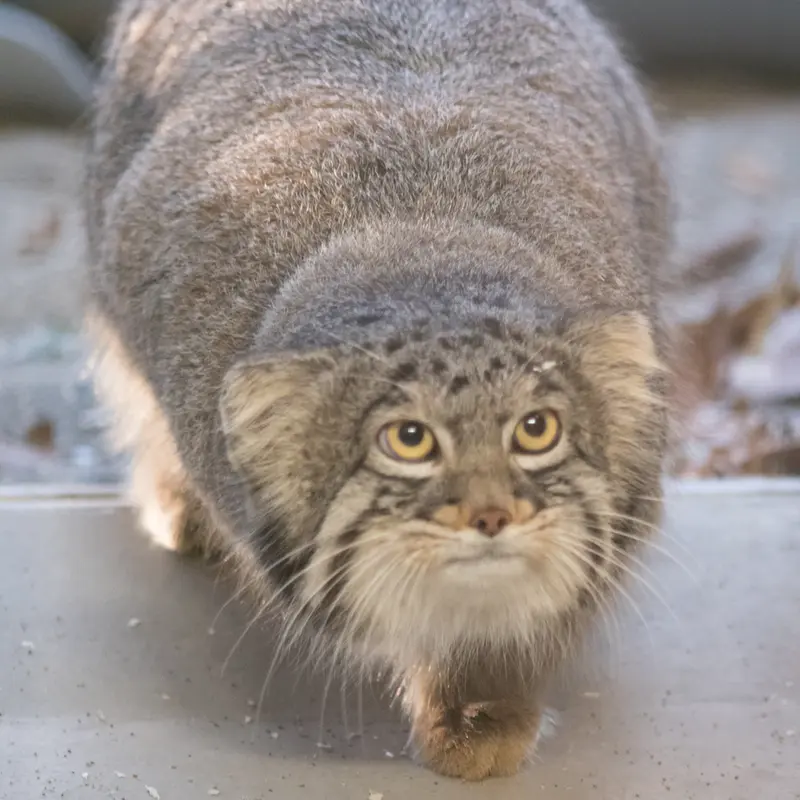 Фотография Фиги в Зоопарке Ногеяме