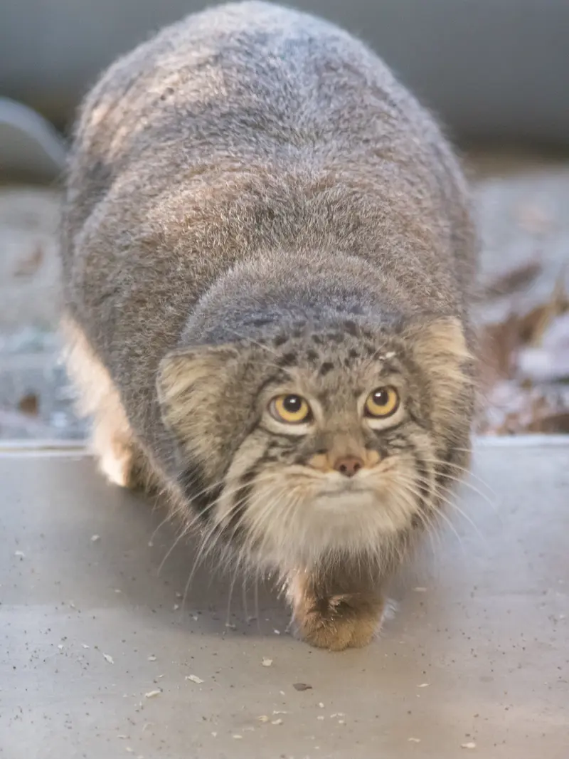 Фотография Фиги в Зоопарке Ногеяме