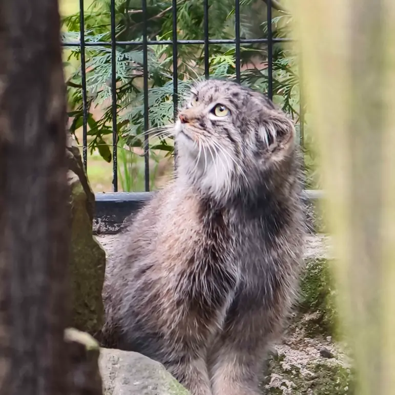 Фотография Цас в Краковском Зоопарке