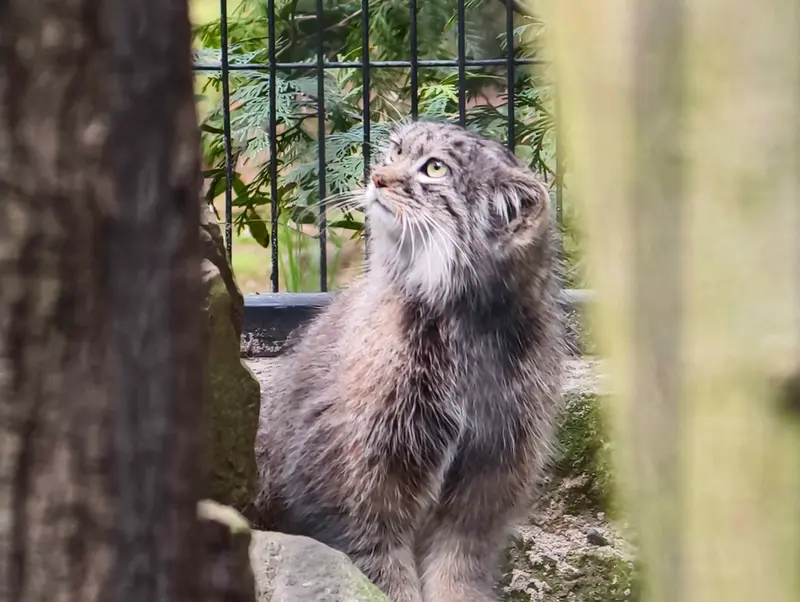 Фотография Цас в Краковском Зоопарке