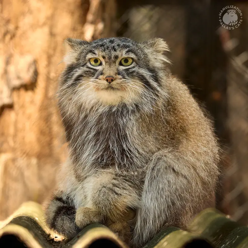 Фотография с манулом