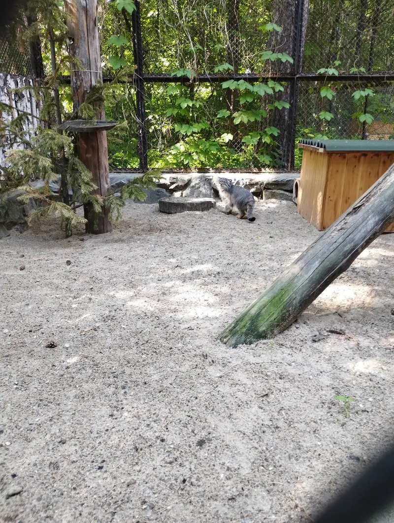 Фотография с манулом в Новосибирском Зоопарке