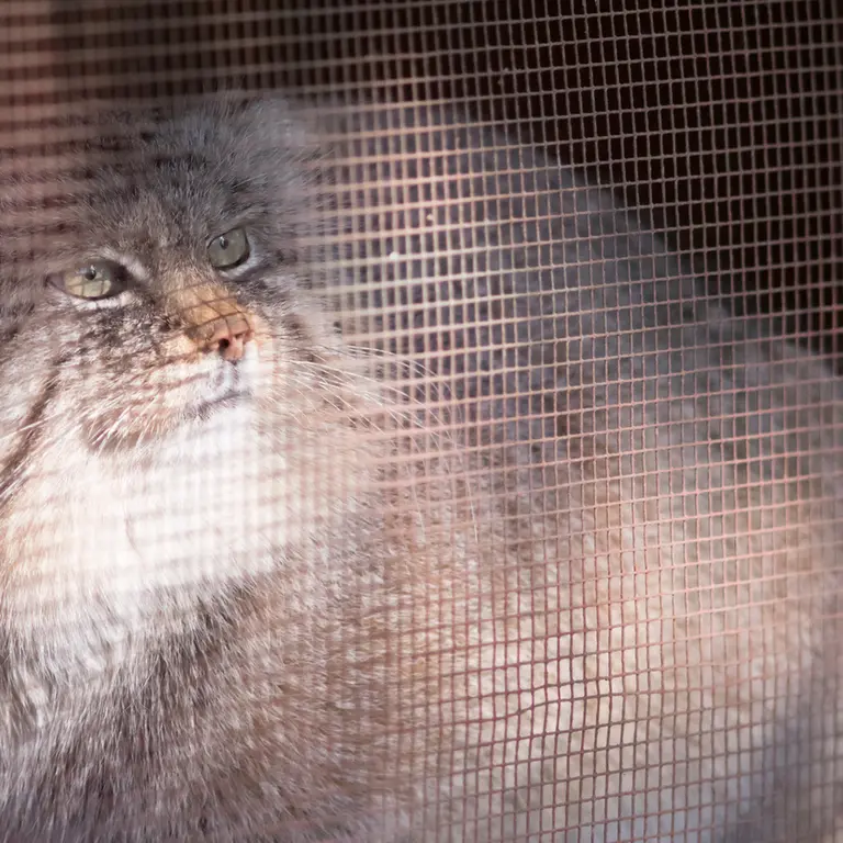 Фотография Лотоса в Детском зоопарке Сайтама