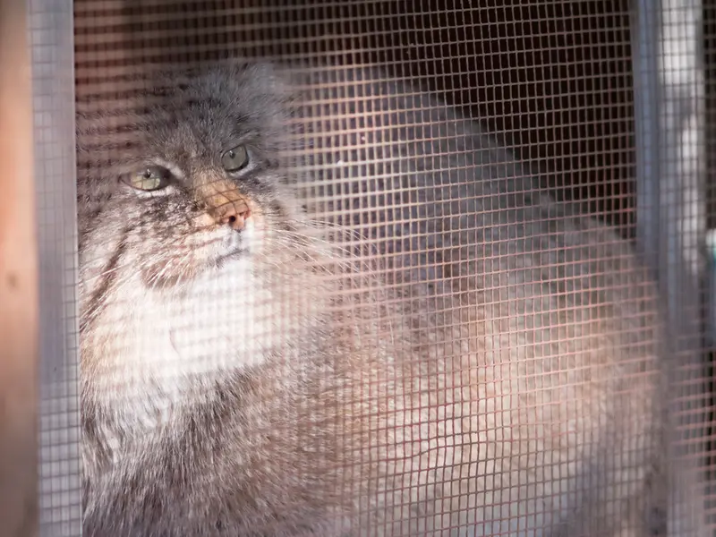 Фотография Лотоса в Детском зоопарке Сайтама