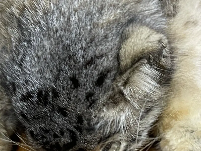 Фотография с манулом