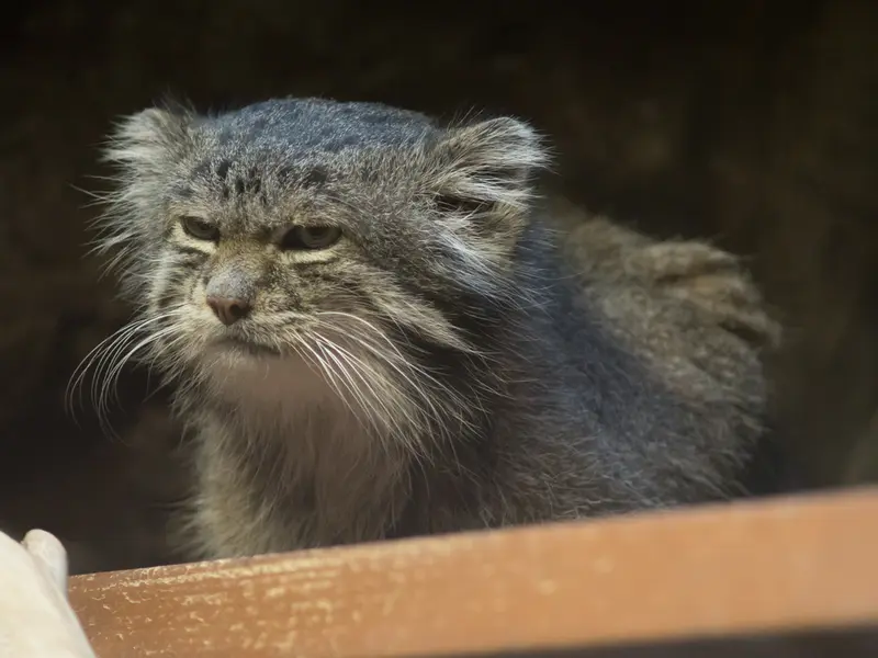 Фотография Клёна в Зоопарке Уено