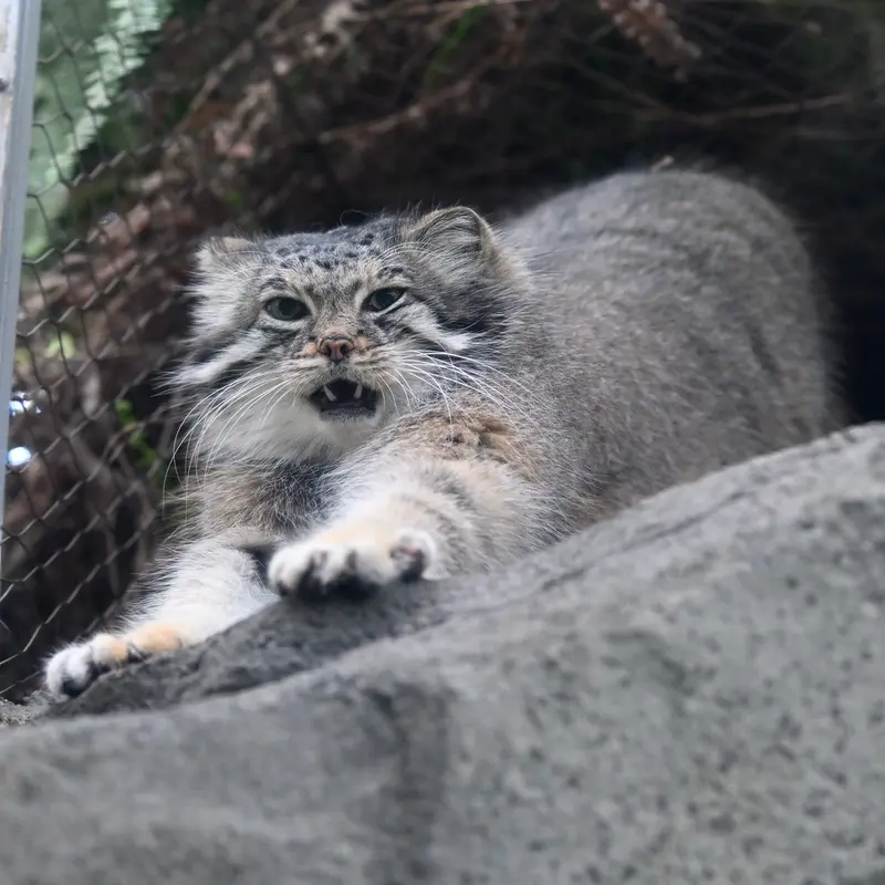 Фотография Аз в Царстве Животных Кобе