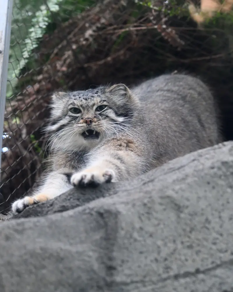 Фотография Аз в Царстве Животных Кобе