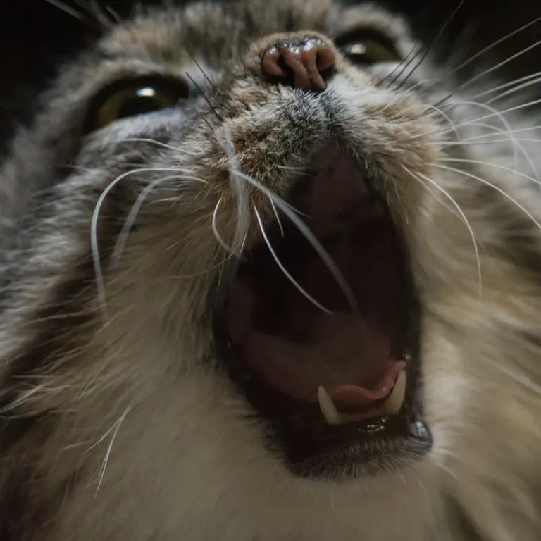 Фотография Примулы в Зоопарке Уено