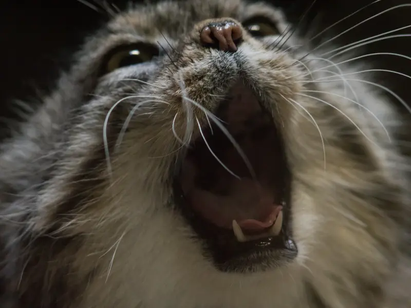 Фотография Примулы в Зоопарке Уено