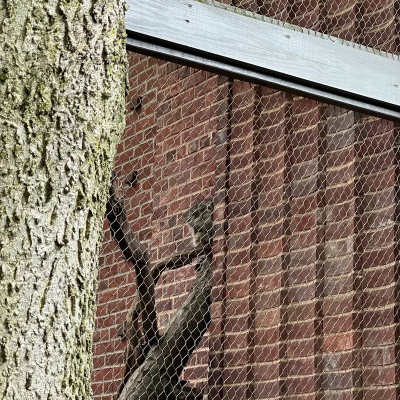 Фотография с манулом в Зоопарке Проспект-парка