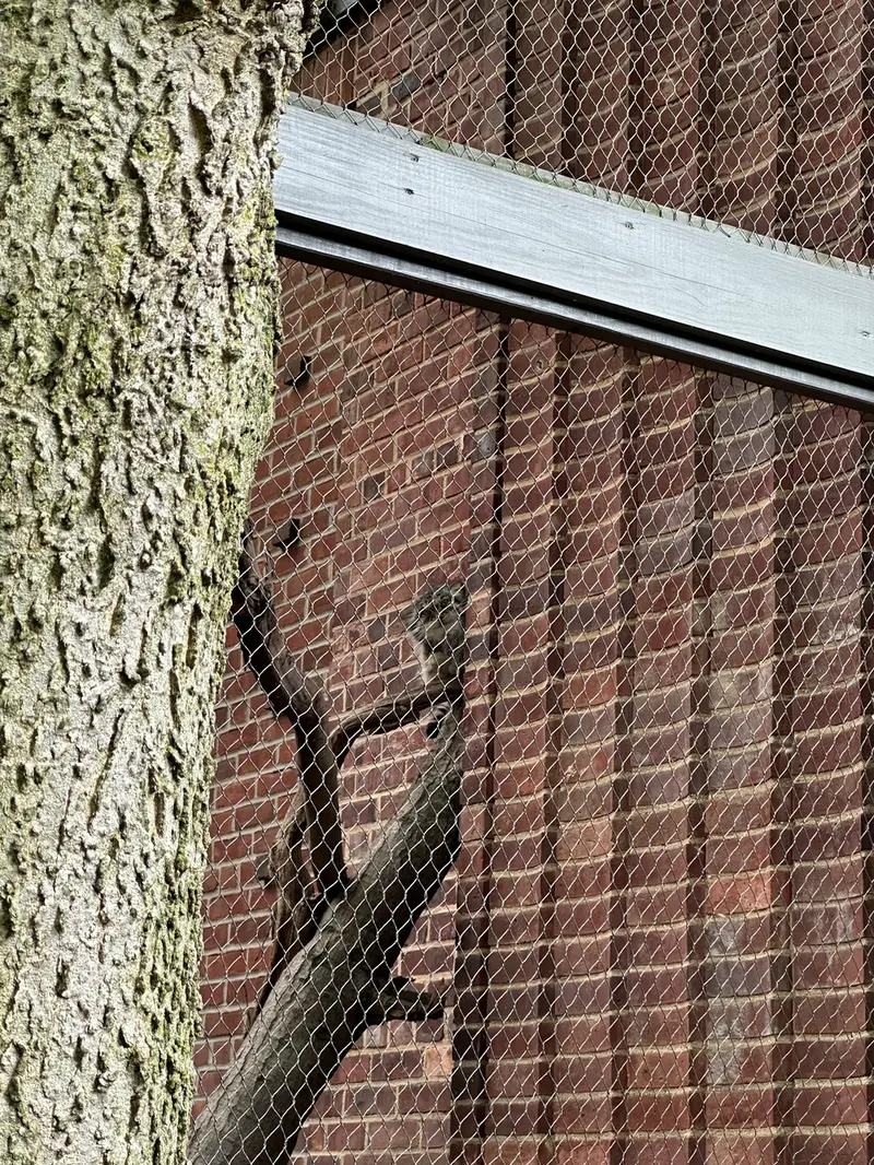 Фотография с манулом в Зоопарке Проспект-парка