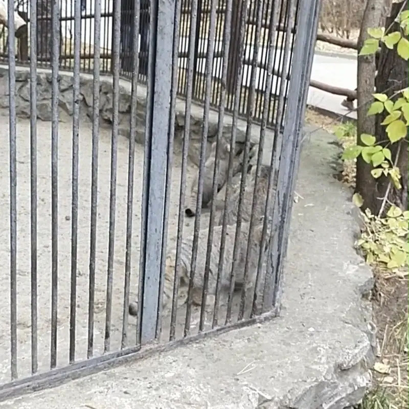 Фотография с манулом в Новосибирском Зоопарке