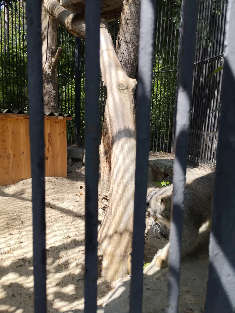 Фотография с манулом в Новосибирском Зоопарке