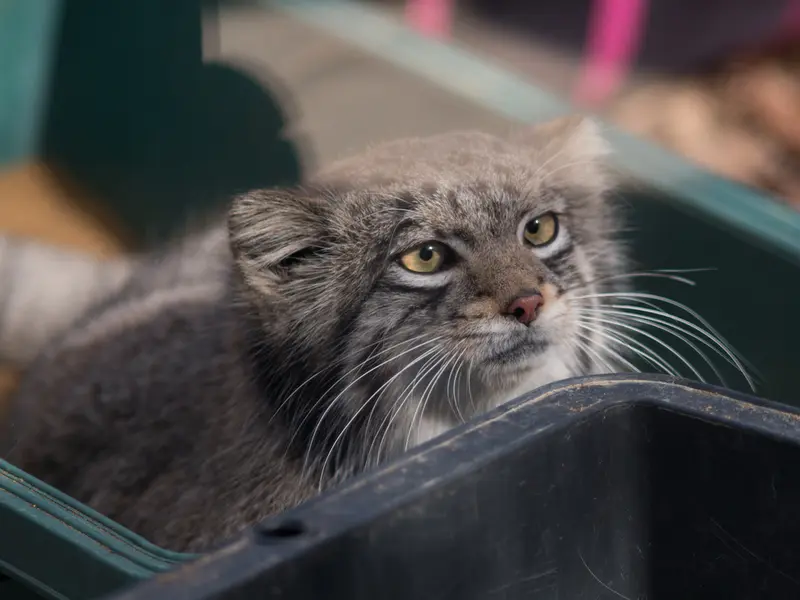 Фотография Ото в Детском зоопарке Сайтама