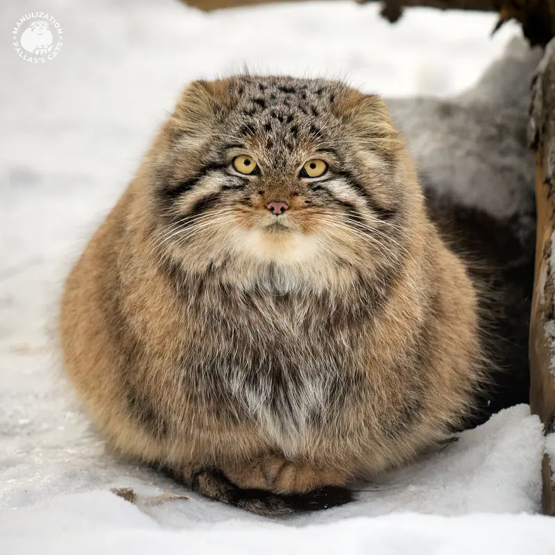 Фотография Аккема в Новосибирском Зоопарке