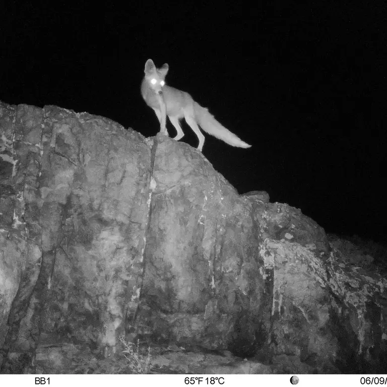 Фотография Рыжей лисицы с фотоловушки Актас-Кункора [новинка]