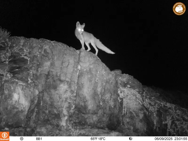 Фотография Рыжей лисицы с фотоловушки Актас-Кункора [новинка]