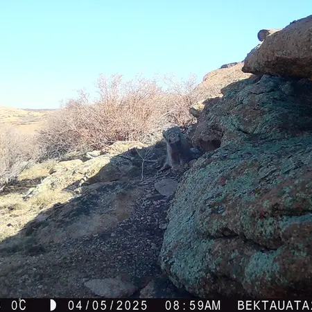 Фотография Сибирского Манула с фотоловушки Бектауата 2