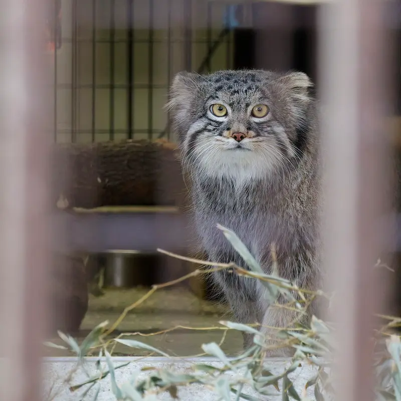 Фотография Фиги в Зоопарке Ногеяме
