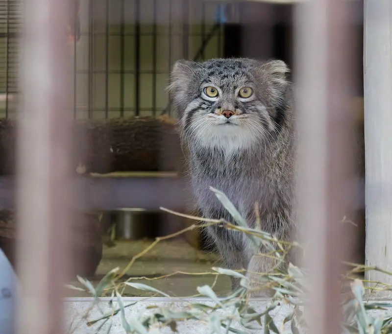 Фотография Фиги в Зоопарке Ногеяме