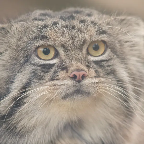 Фотография Нара в Царстве Животных Кобе