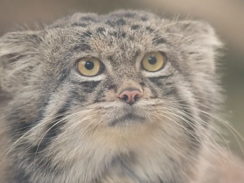 Фотография Нара в Царстве Животных Кобе