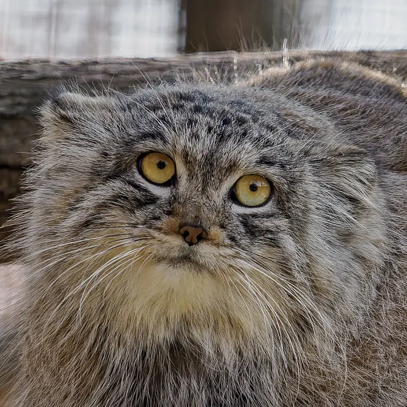 Манул Ариуна из Зоопарка Брно