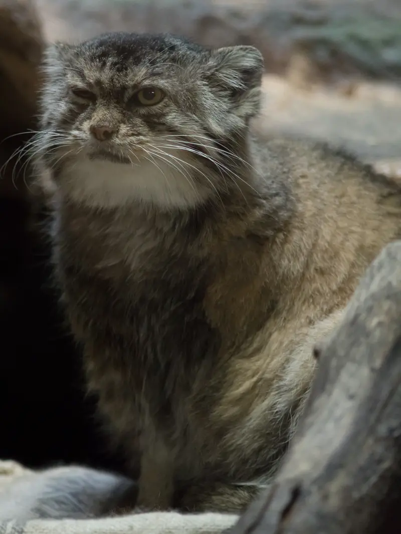 Фотография Примулы в Зоопарке Уено