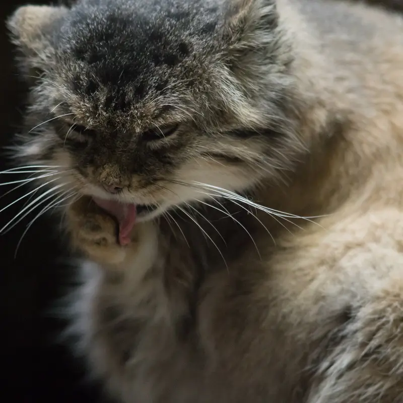 Фотография Примулы в Зоопарке Уено