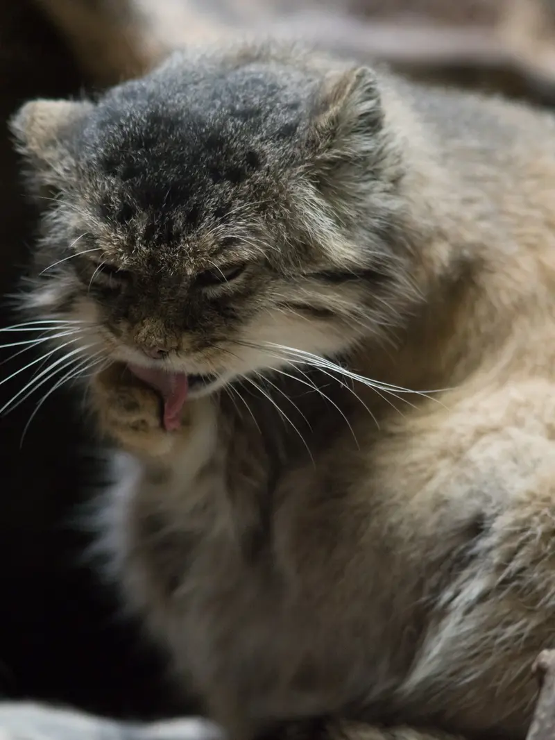 Фотография Примулы в Зоопарке Уено