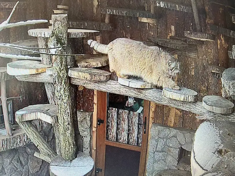 Фотография Пепе в Ленинградском Зоопарке