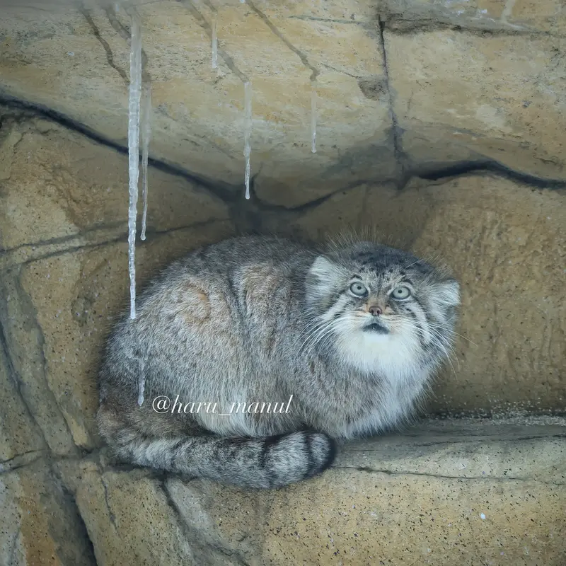 Фотография Полли в Царстве Животных Насу