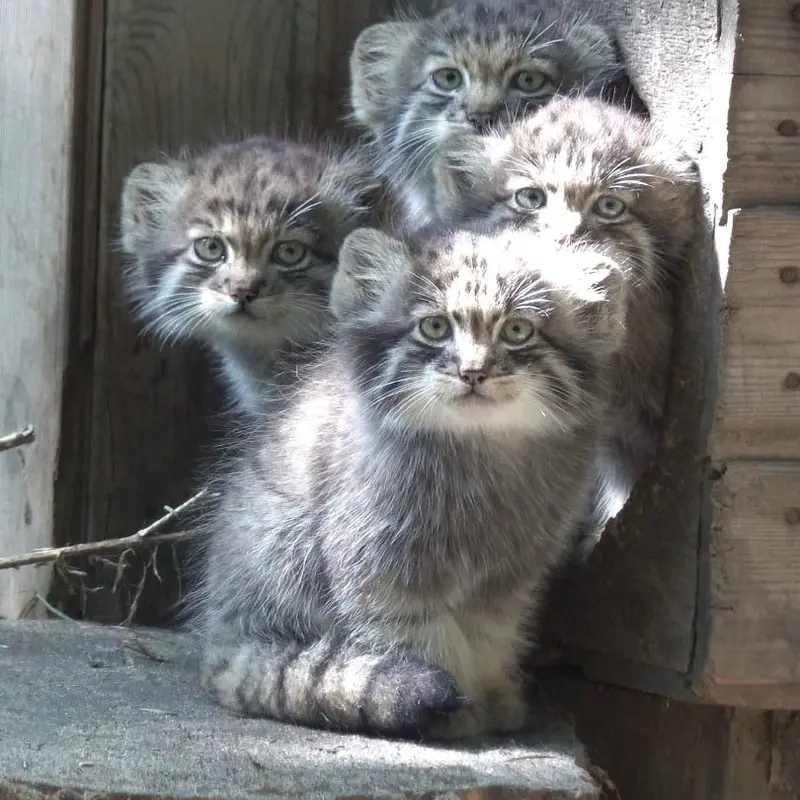 Фотография Баюна в Новосибирском Зоопарке