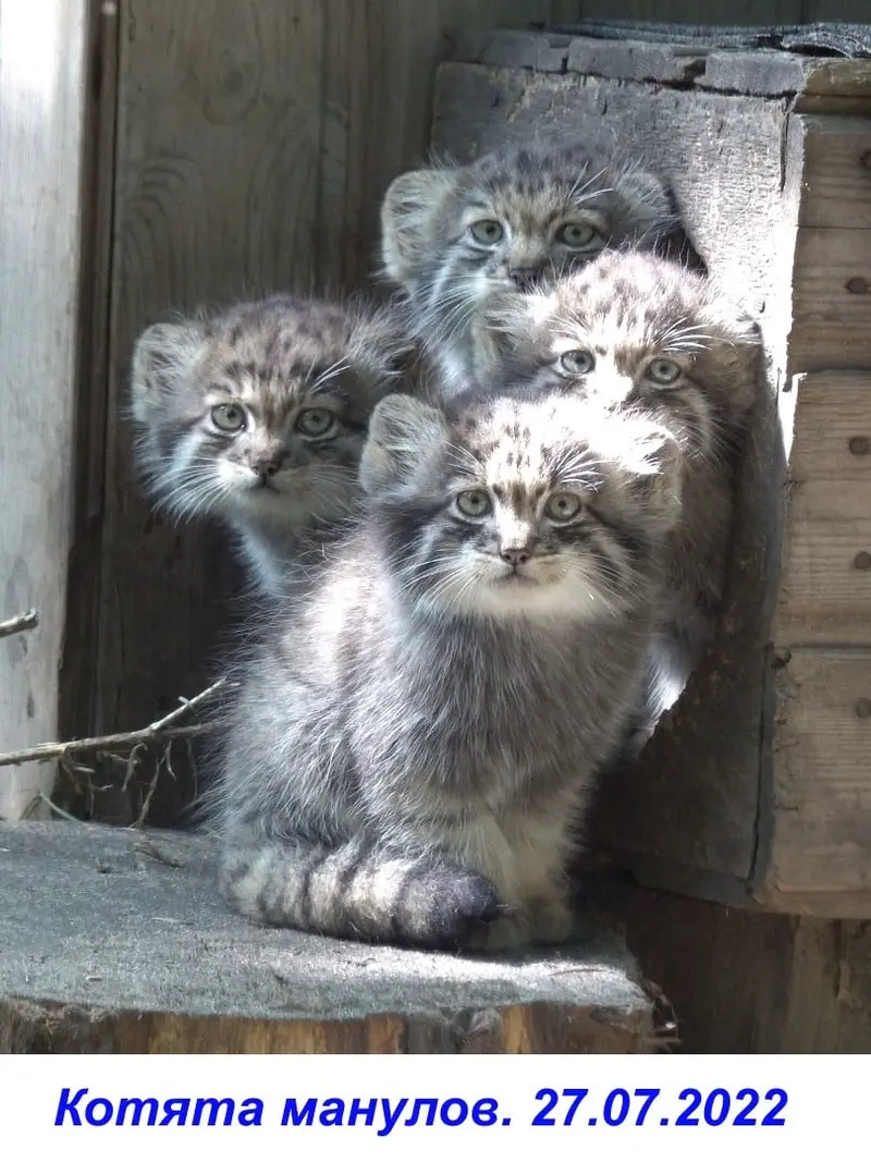 Фотография Бандита, Сына Мии 2022 г.р. Ⅲ, Дочь Мии 2022 г.р. Ⅳ, и Баюна в Новосибирском Зоопарке