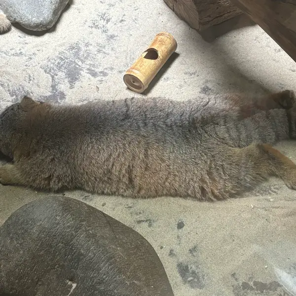 Фотография Абрикос в Зоопарке Уено