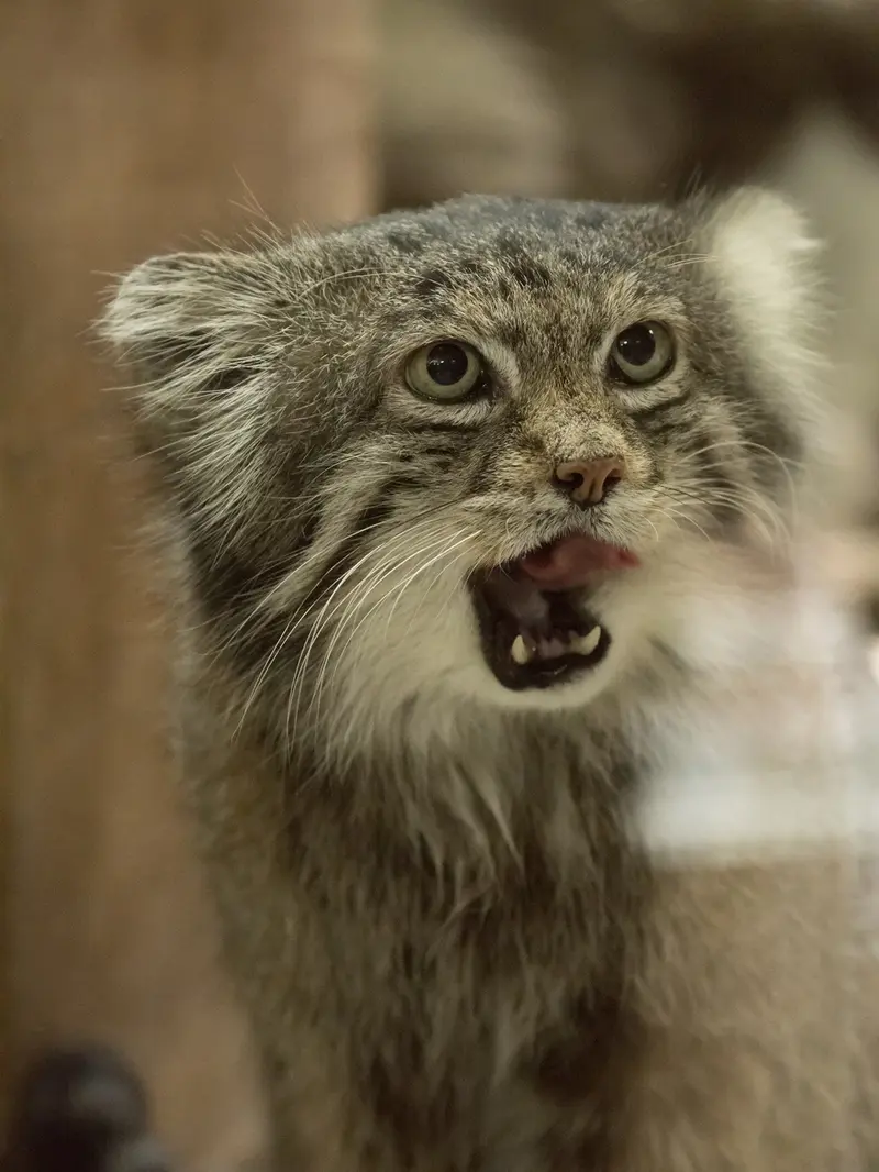 Фотография Клёна в Зоопарке Уено