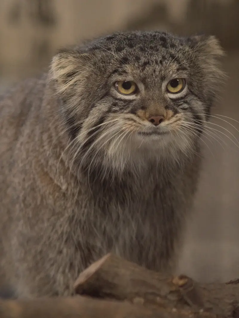 Фотография Фиги в Зоопарке Ногеяме