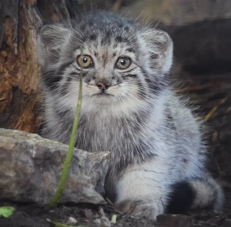 Фотография Сына Люси 2026 г.р. в Будапештском Зоопарке