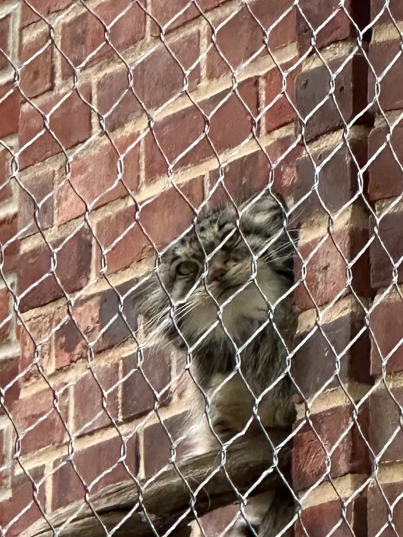 Фотография с манулом в Зоопарке Проспект-парка