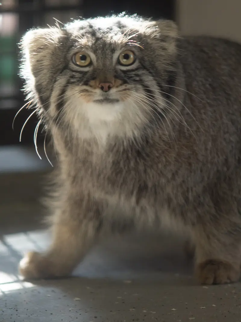 Фотография Фиги в Зоопарке Ногеяме