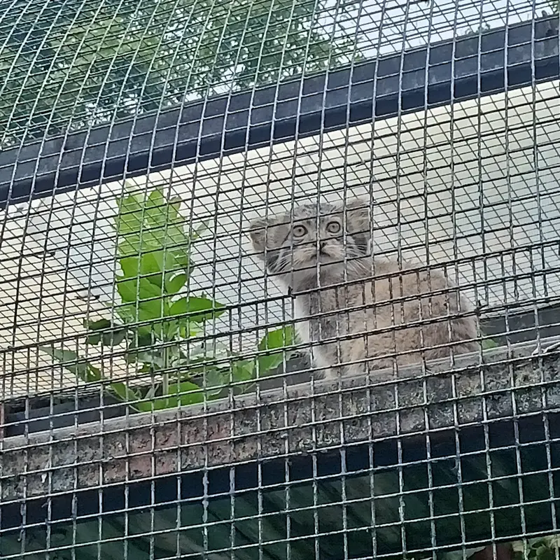 Фотография с манулом